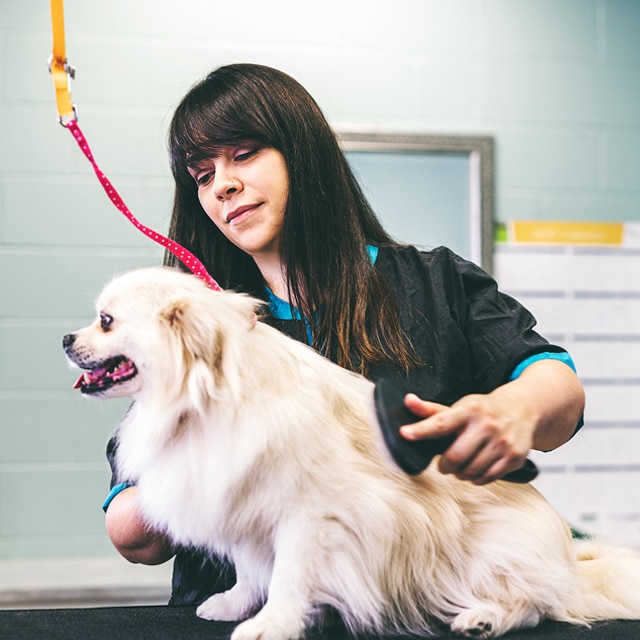 Canine Grooming and Pet Spa Services Lakeland FL